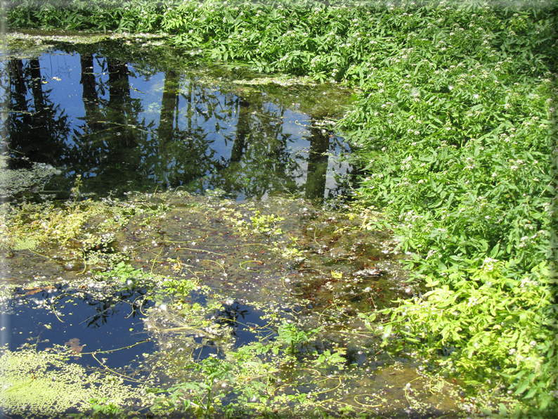 foto Paesaggi Collinari in Primavera